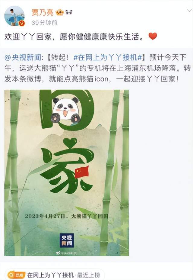 探寻大熊猫丫丫的生活轨迹与保护进展最新动态