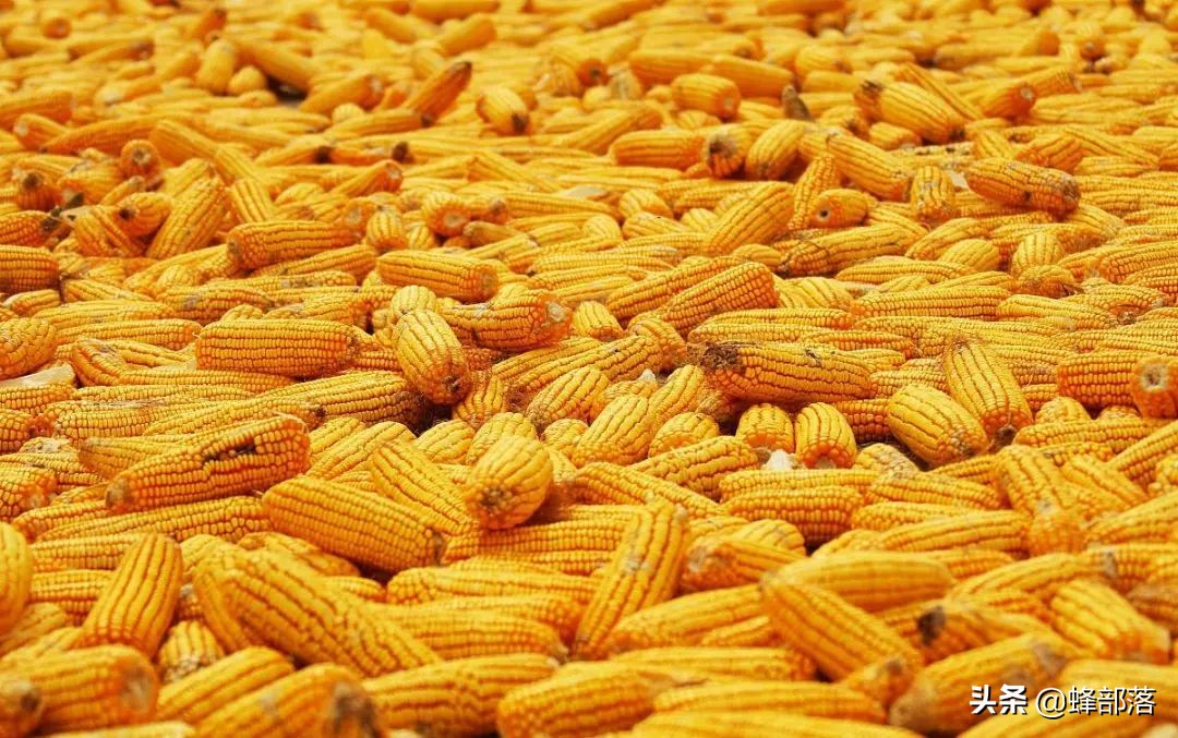 河南玉米最新价格揭秘，新鲜行情更新🌽✨