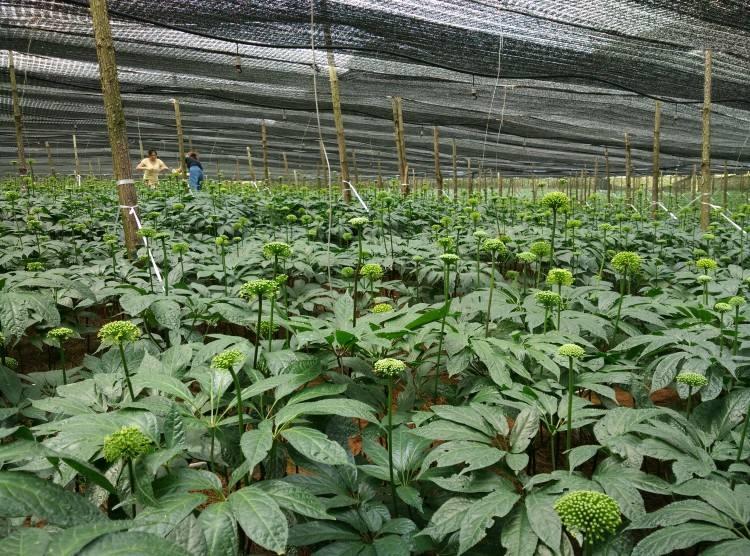 三七最新行情引领生活新潮流，科技革新下的三七市场趋势