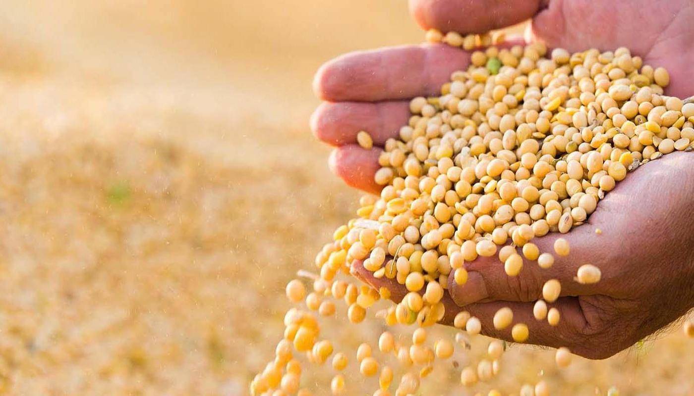 美国大豆最新动态，科技革新引领生活品质重塑